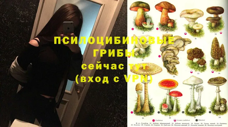 Галлюциногенные грибы Cubensis  ссылка на мегу ССЫЛКА  Зуевка 